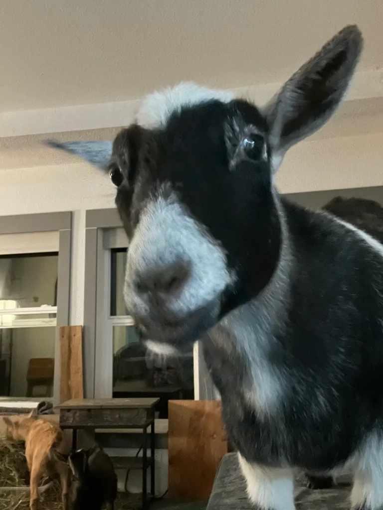 goats 2