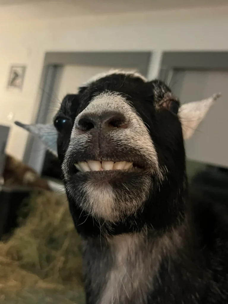 goats 3