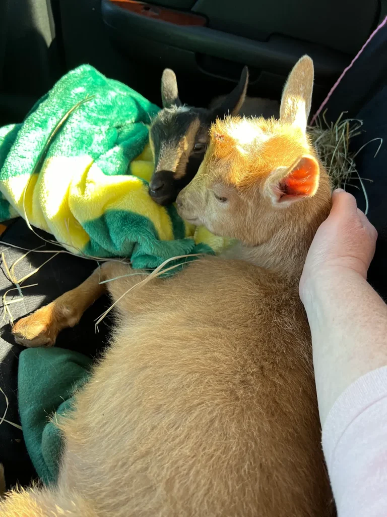 goats 4
