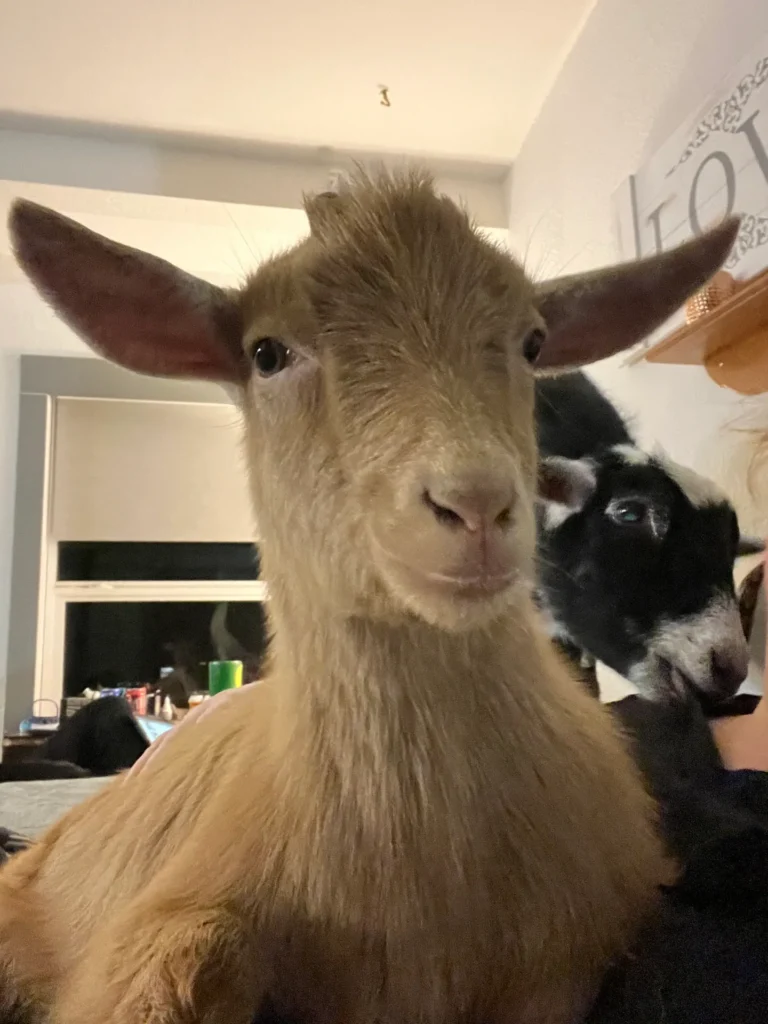 goats 5